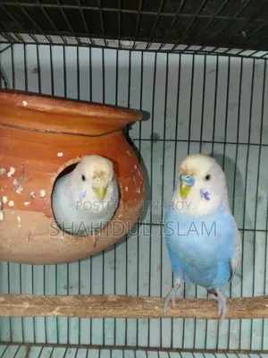 এক জোড়া বাজারিগার পাখি বিক্রি হবে
