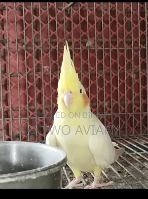 ককাটিল বিল্ডিং পেয়ার 5 পিচ বেবি সহ