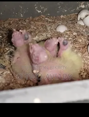 ককাটিল বিল্ডিং পেয়ার 5 পিচ বেবি সহ