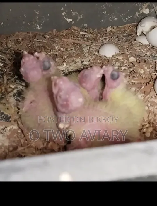ককাটিল বিল্ডিং পেয়ার 5 পিচ বেবি সহ