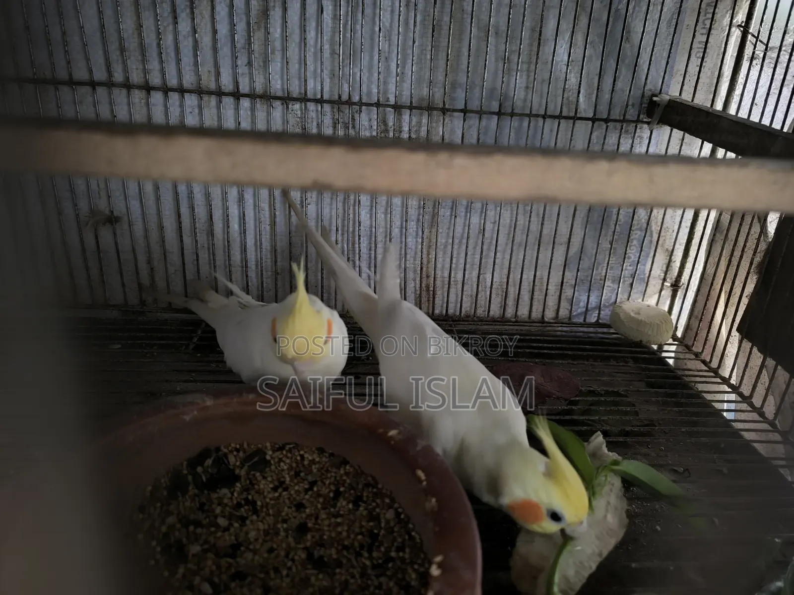 লুটিনো কোকাটেল পাখি এক পিছ বাচ্চা সহ