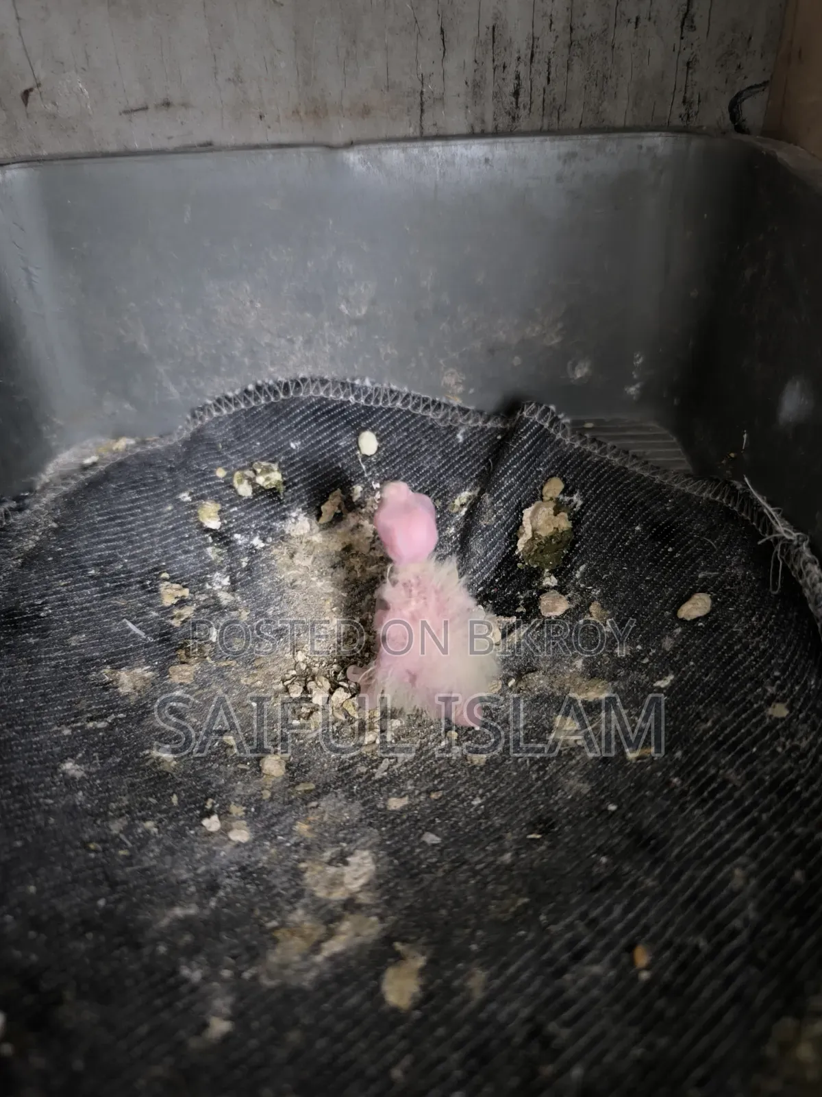 লুটিনো কোকাটেল পাখি এক পিছ বাচ্চা সহ