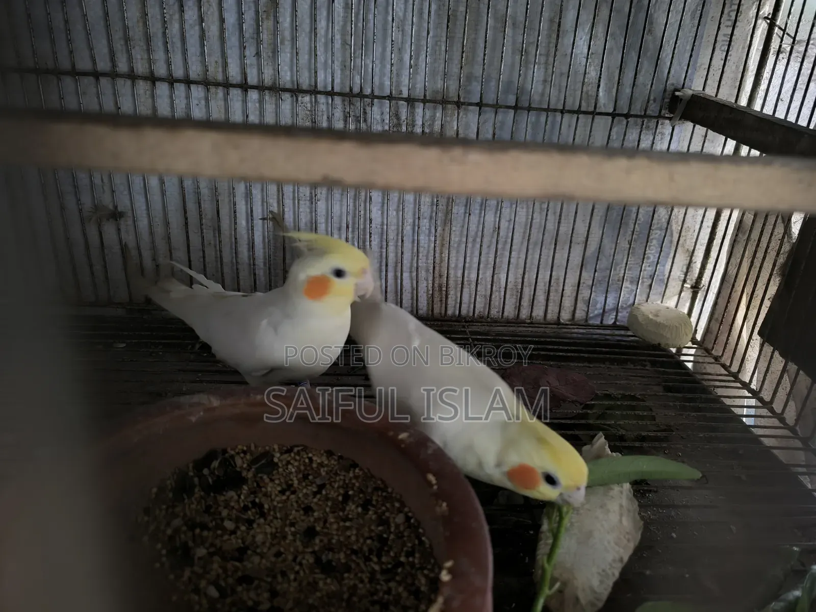 লুটিনো কোকাটেল পাখি এক পিছ বাচ্চা সহ