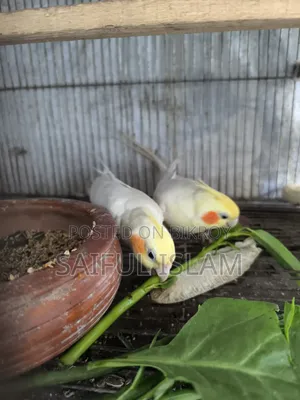 লুটিনো কোকাটেল পাখি এক পিছ বাচ্চা সহ
