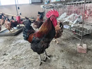 Kobutor for Sell