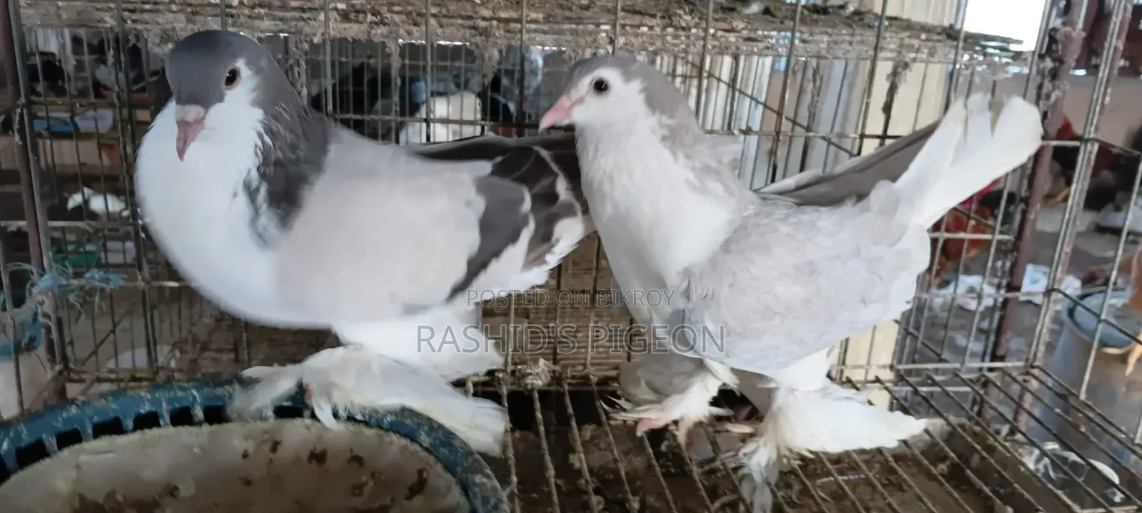Pigeon Sale