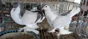 Pigeon Sale