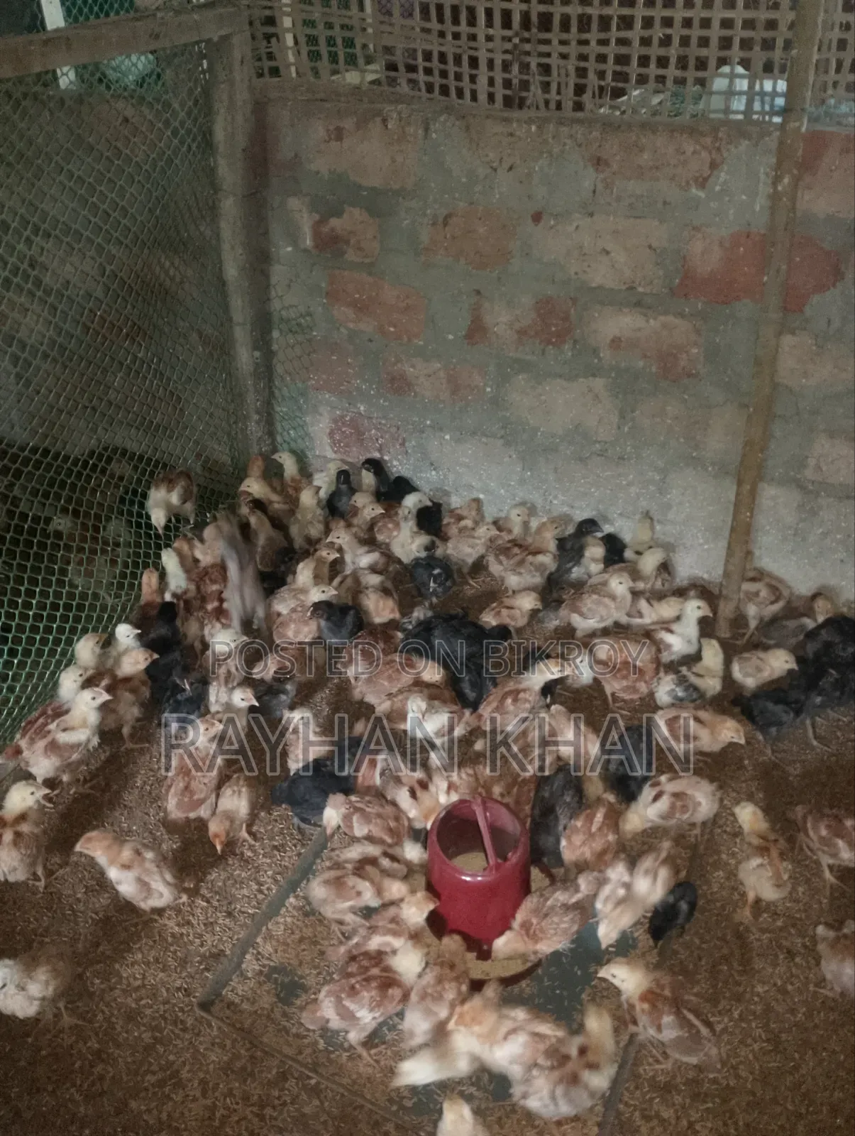কিছু কালা বাড বিক্রি হবে