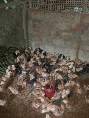 কিছু কালা বাড বিক্রি হবে