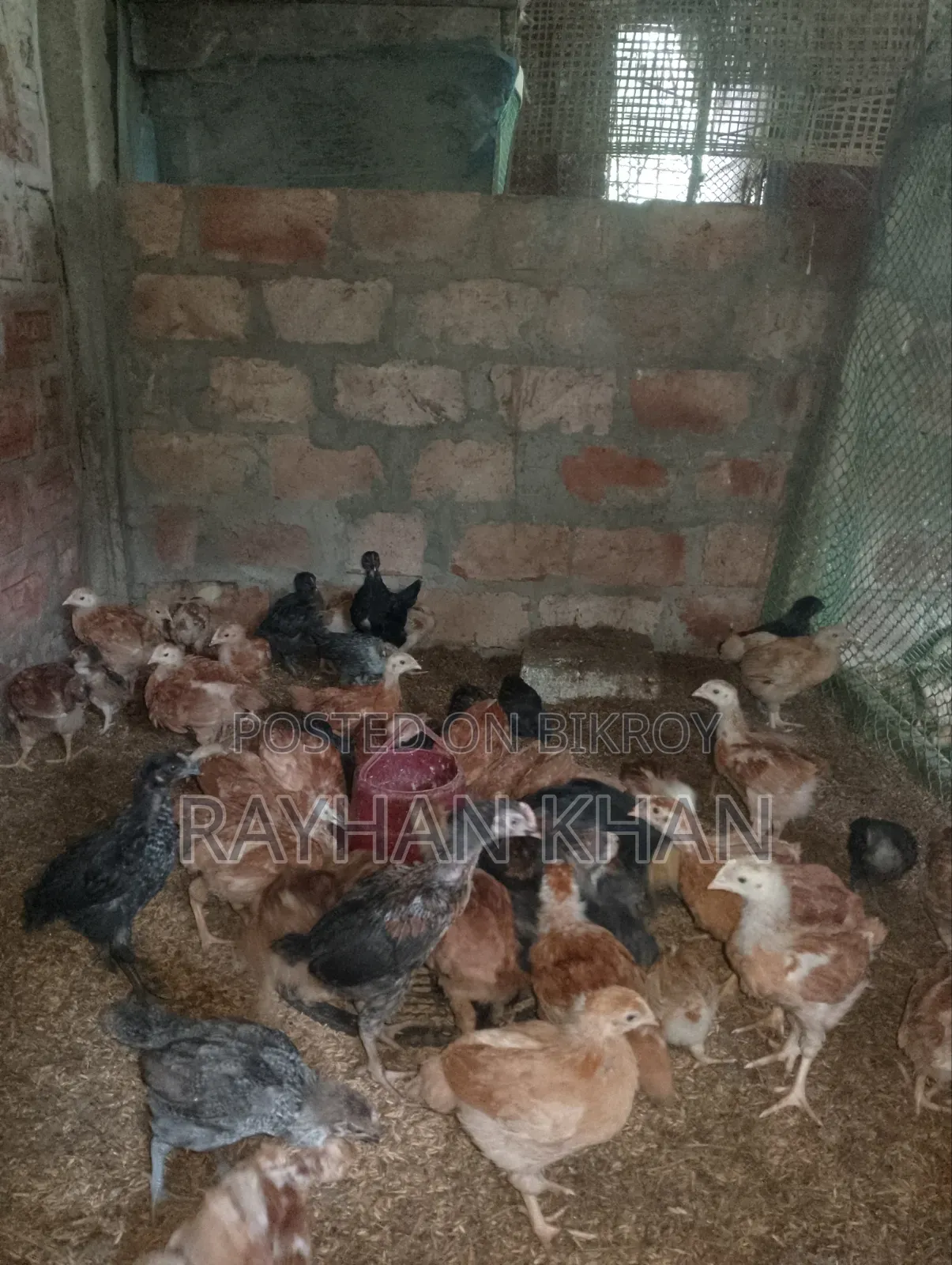 কিছু কালা বাড বিক্রি হবে