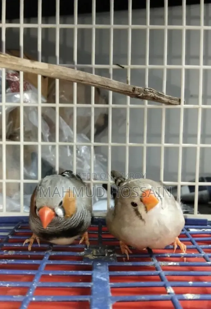 Adult Running Zebra Finch Zambo Size