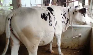 Improved breed heifer cow number 1726.