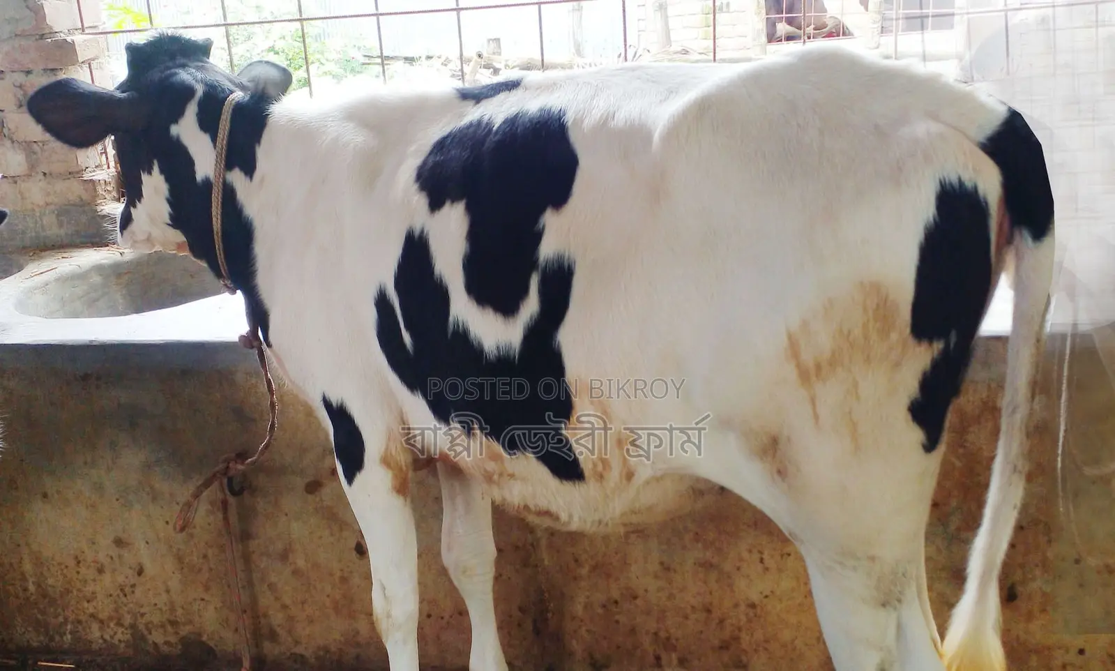 Buy the 1728th improved breed heifer without hesitation for rearing.