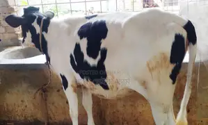 Buy the 1728th improved breed heifer without hesitation for rearing.