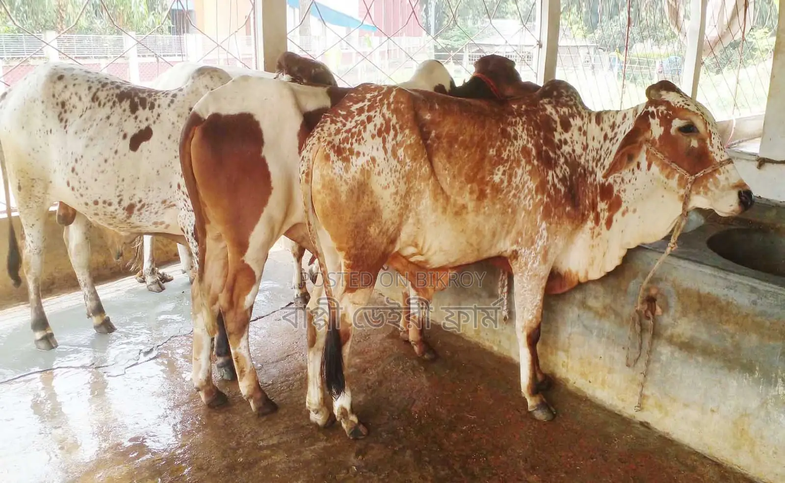 3 bull calves of number 1729 will be sold.