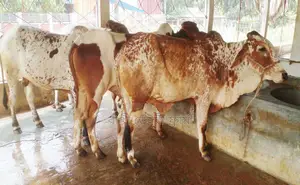3 bull calves of number 1729 will be sold.