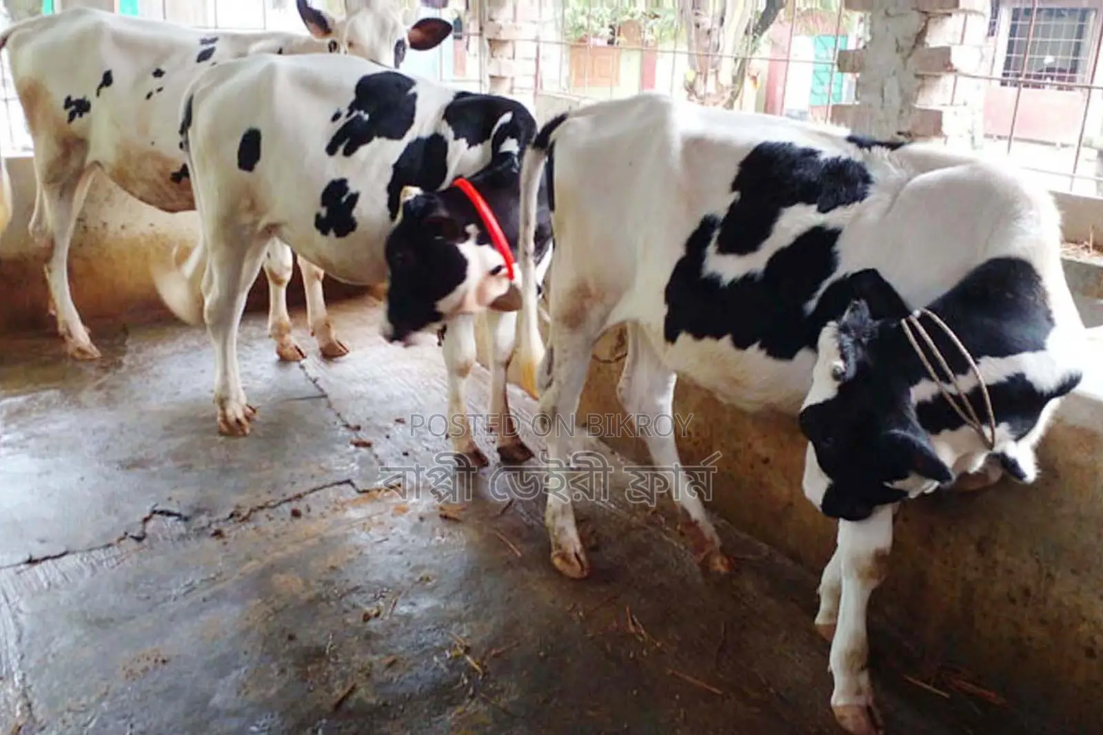 3 heifer calves number 1730 will be sold.