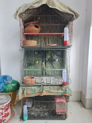 অ্যাডাল্ট বাজরিগার পাখি বিক্রি হবে