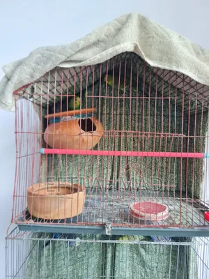অ্যাডাল্ট বাজরিগার পাখি বিক্রি হবে