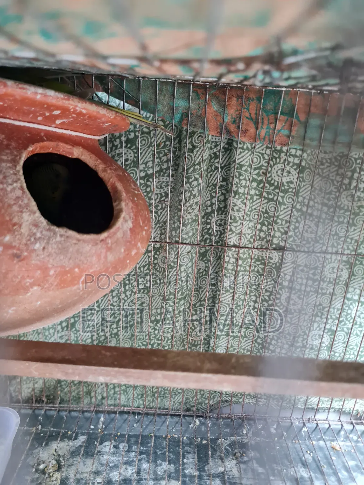 অ্যাডাল্ট বাজরিগার পাখি বিক্রি হবে