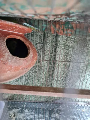 অ্যাডাল্ট বাজরিগার পাখি বিক্রি হবে