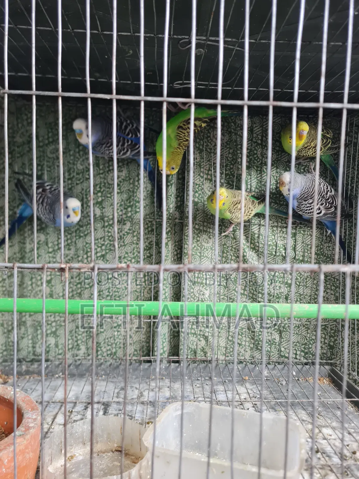 অ্যাডাল্ট বাজরিগার পাখি বিক্রি হবে