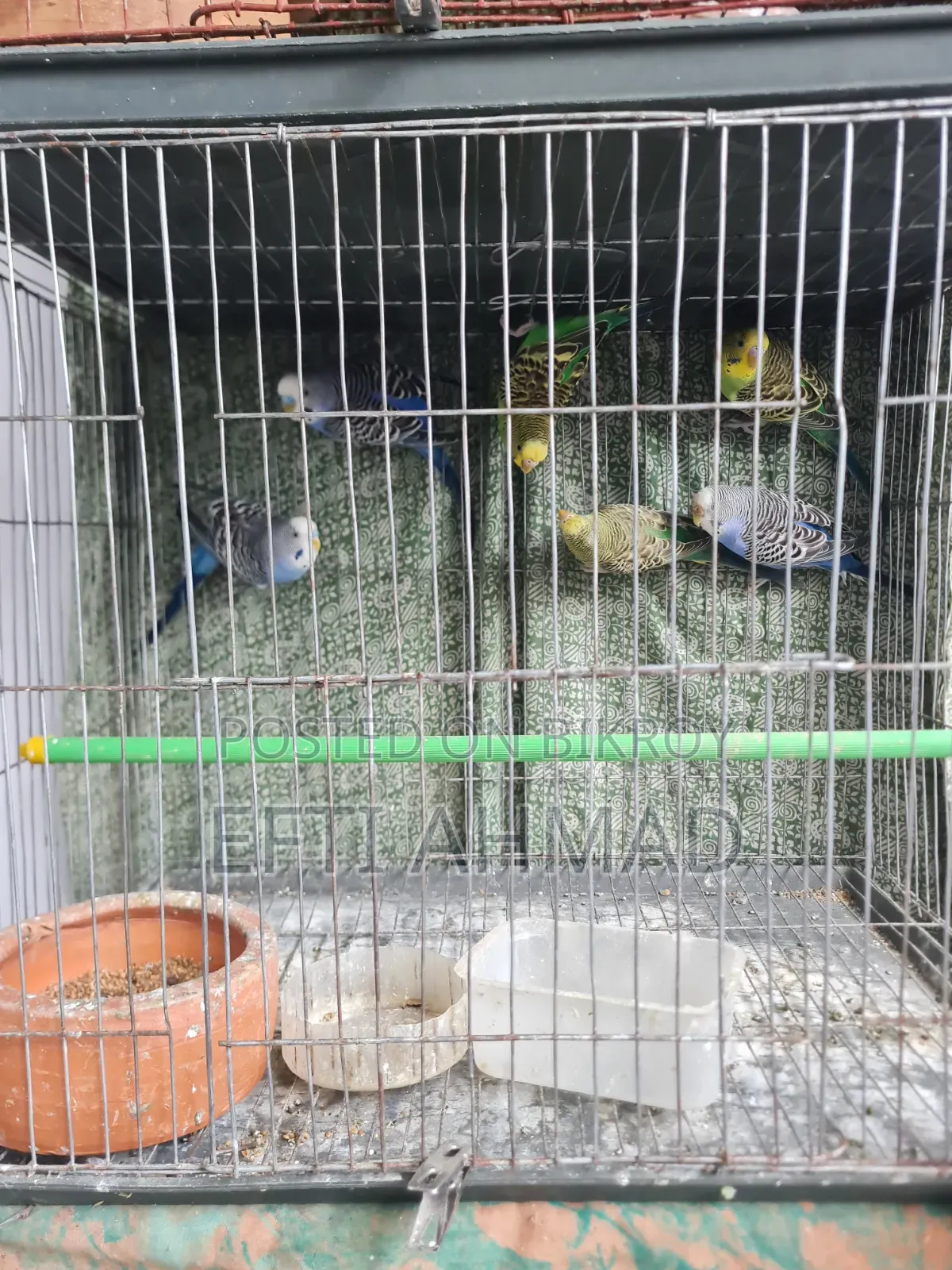অ্যাডাল্ট বাজরিগার পাখি বিক্রি হবে