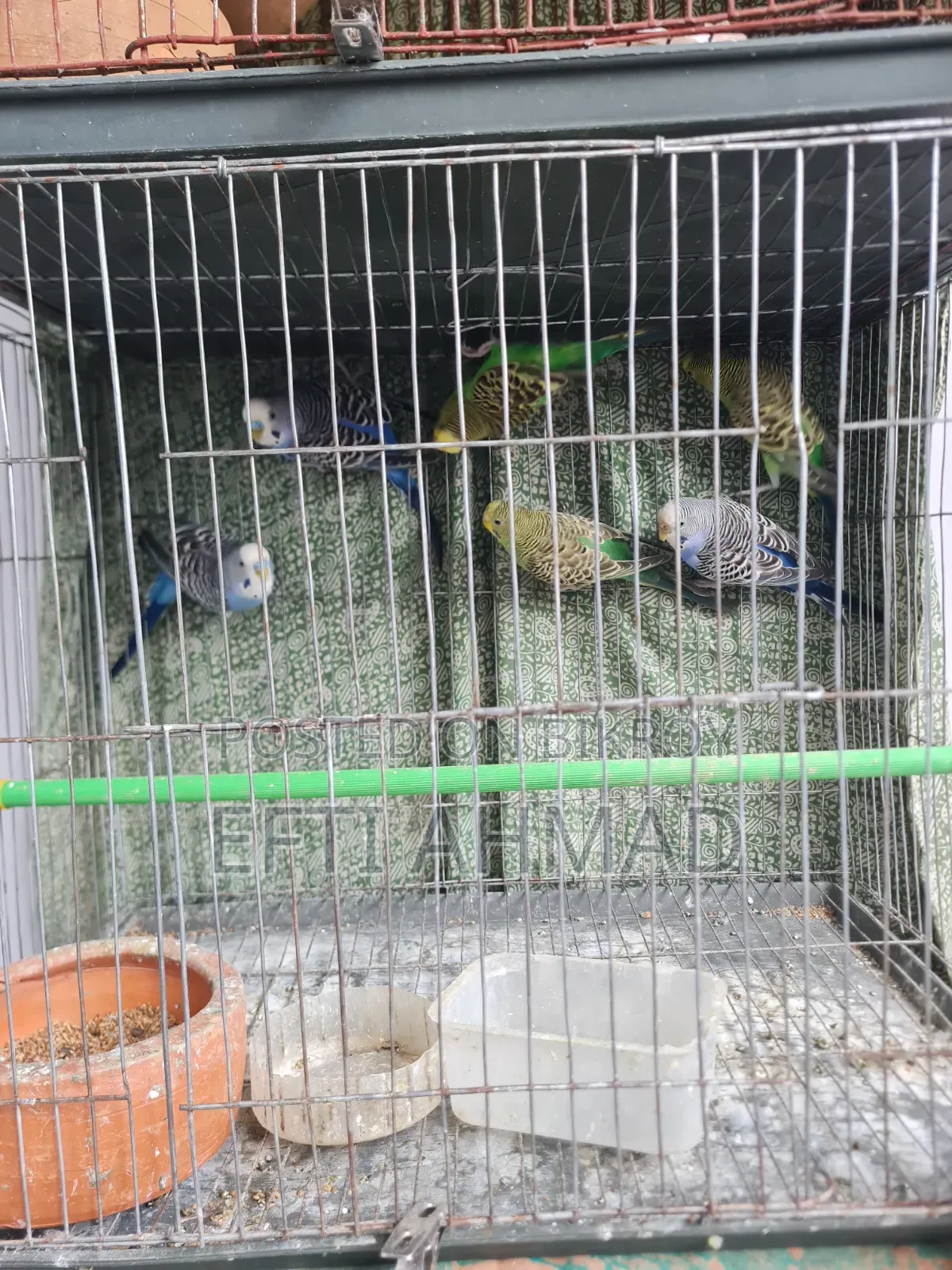 অ্যাডাল্ট বাজরিগার পাখি বিক্রি হবে