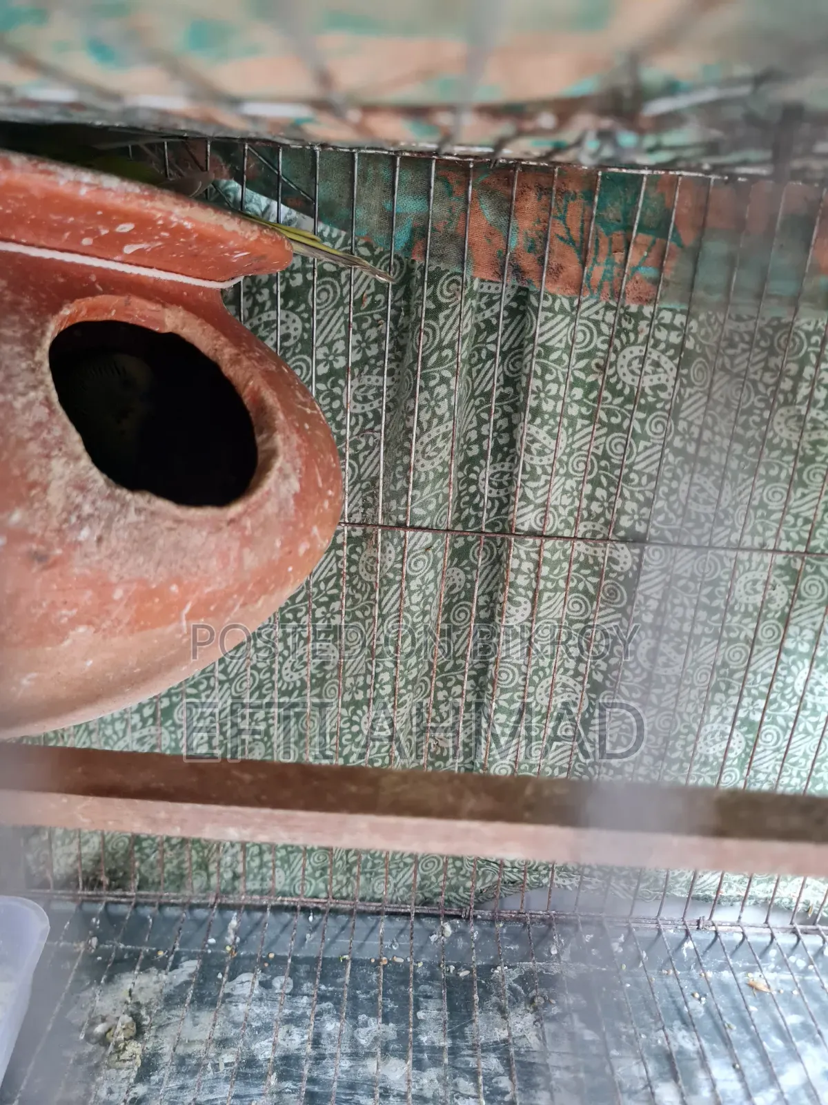 অ্যাডাল্ট বাজরিগার পাখি বিক্রি হবে