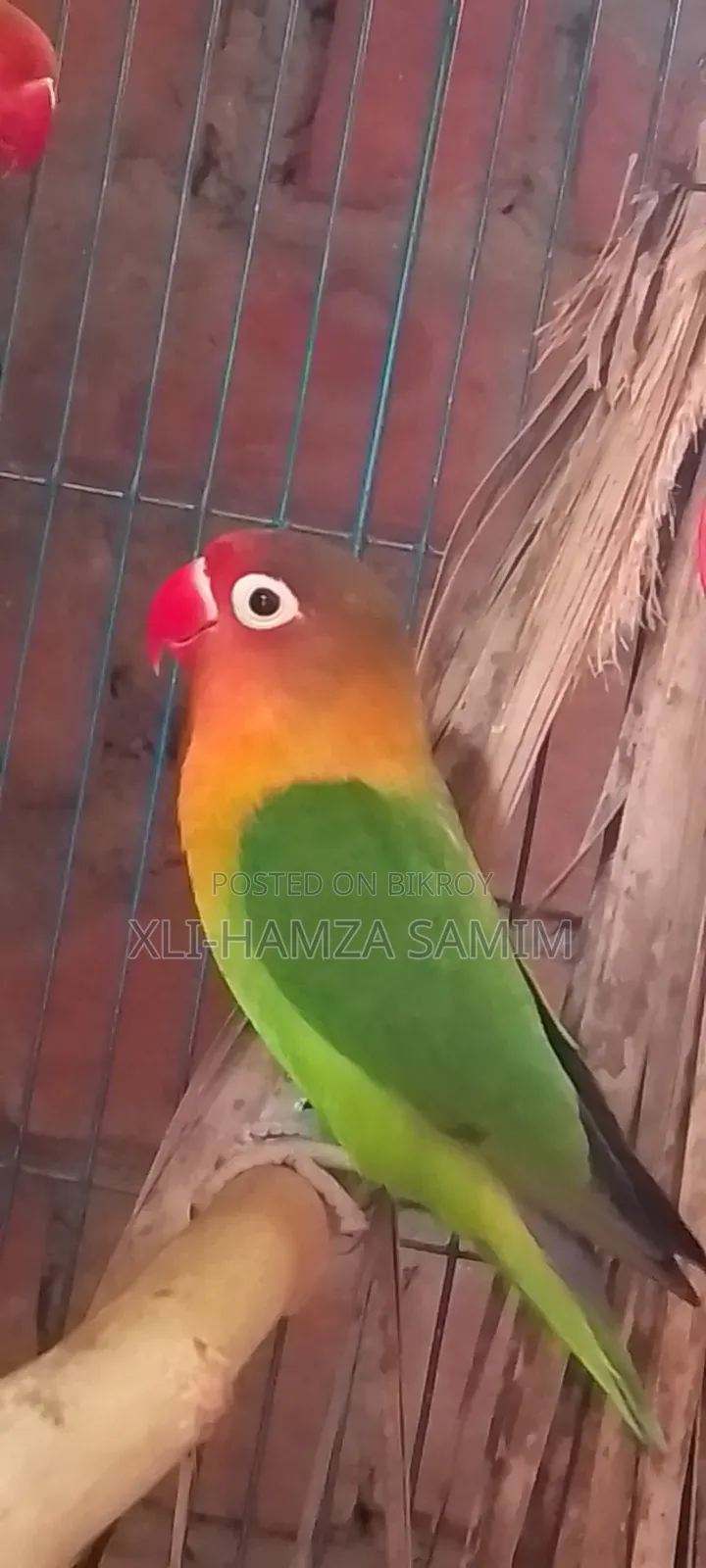 গ্রীন ফিসার লাভ বার্ড