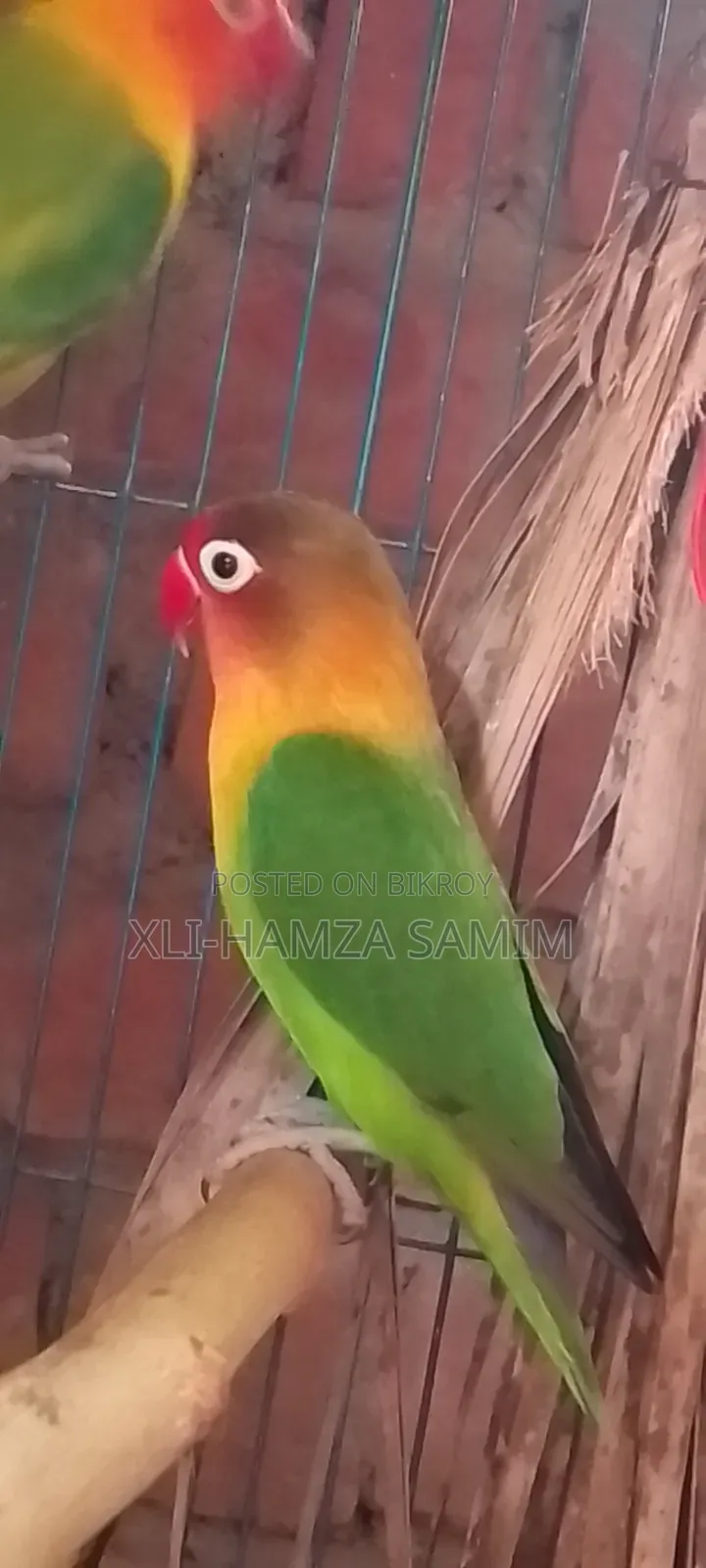 গ্রীন ফিসার লাভ বার্ড
