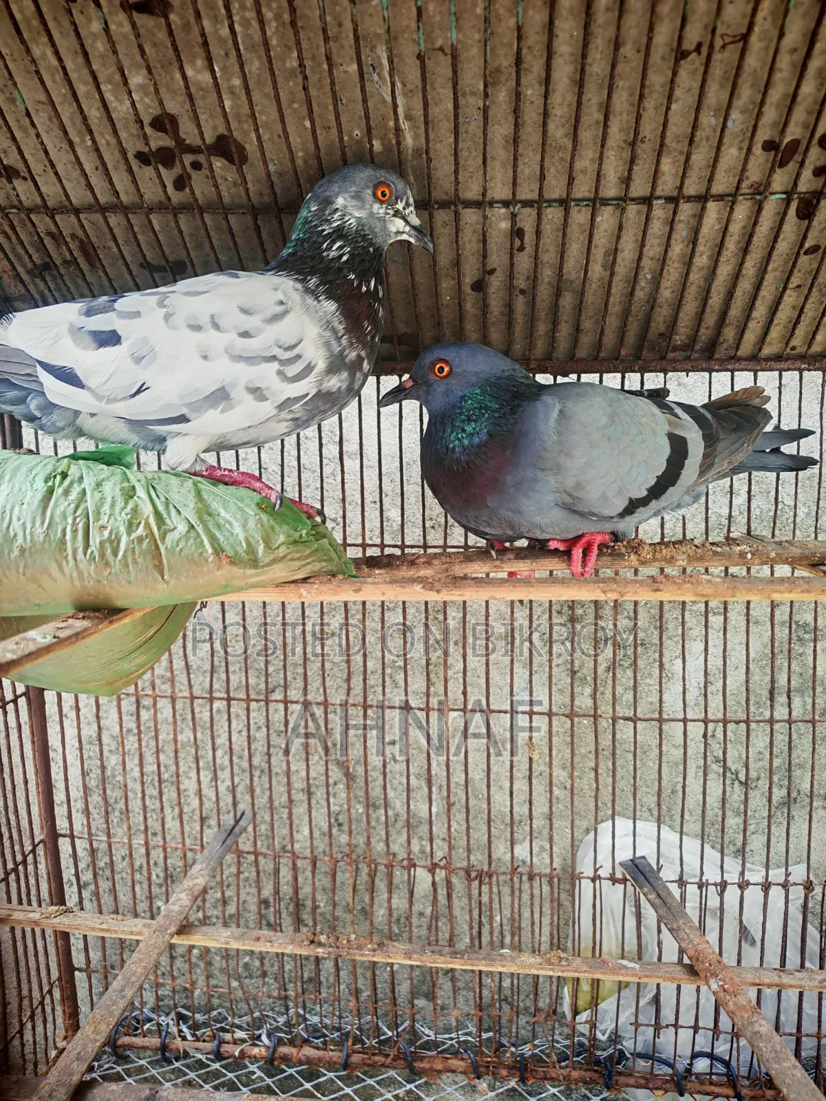 খাঁটি বুনো জোড়া