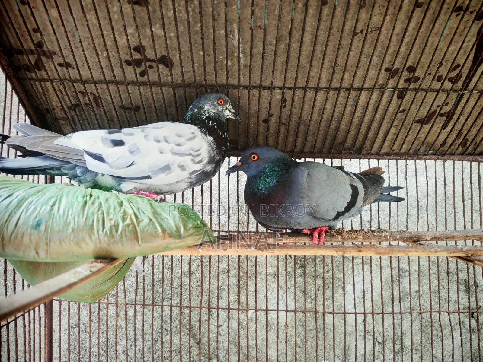 খাঁটি বুনো জোড়া