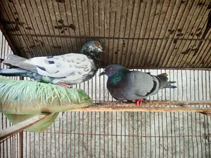 খাঁটি বুনো জোড়া