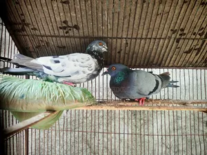 খাঁটি বুনো জোড়া