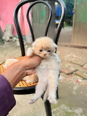 ১-৩ মাস বয়সী পুরুষ খাঁটি পার্সিয়ান