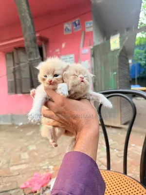 ১-৩ মাসের খাঁটি পার্সিয়ান নারী বিড়াল