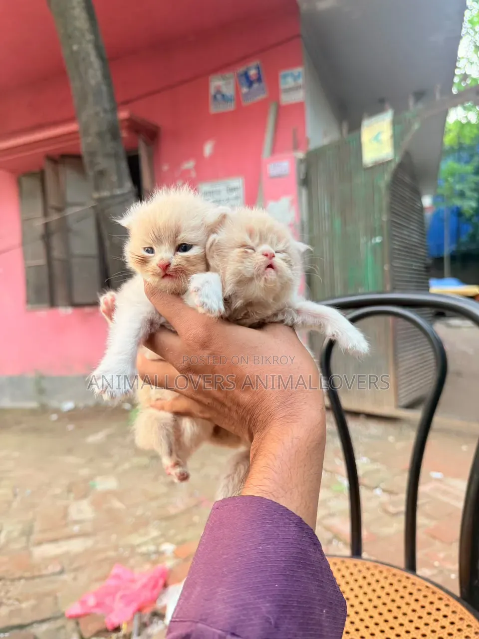 ১-৩ মাসের খাঁটি পার্সিয়ান নারী বিড়াল