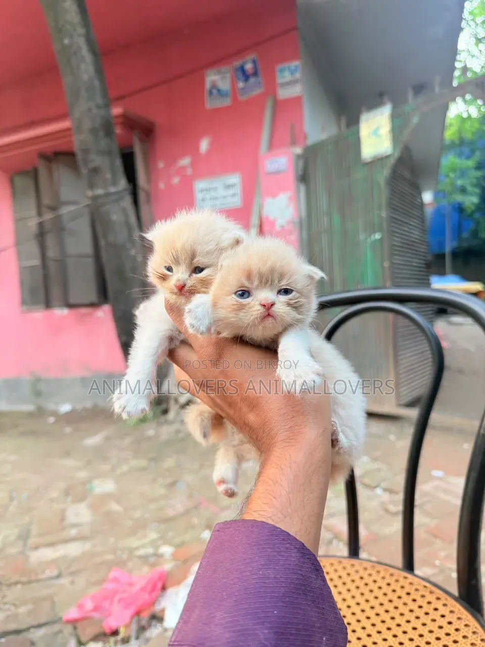 ১-৩ মাসের খাঁটি পার্সিয়ান নারী বিড়াল