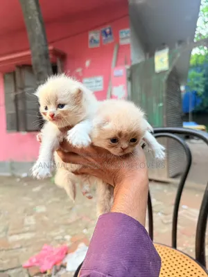 ১-৩ মাসের খাঁটি পার্সিয়ান নারী বিড়াল
