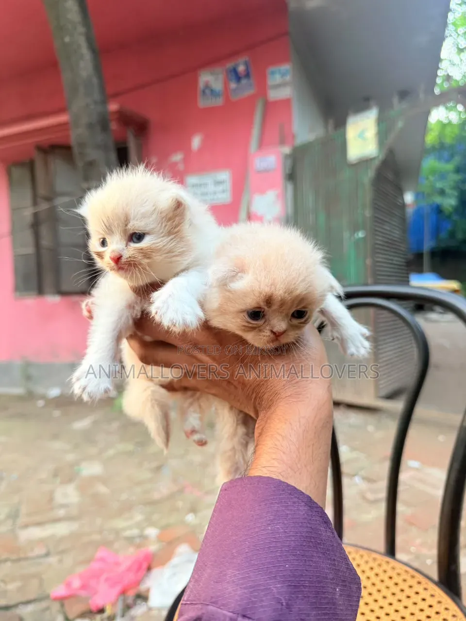 ১-৩ মাসের খাঁটি পার্সিয়ান নারী বিড়াল