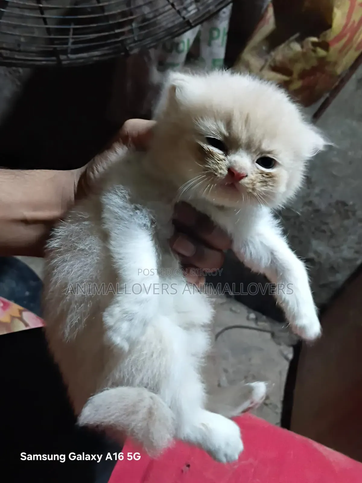 ১-৩ মাসের খাঁটি পার্সিয়ান নারী বিড়াল