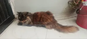 ৬-১২ মাস বয়সী মাদী খাঁটি পার্সিয়ান