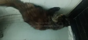 ৬-১২ মাস বয়সী মাদী খাঁটি পার্সিয়ান