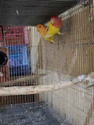 কমলা মাথা ওপ্যালিন লাল লাভবার্ড ব্রিডিং জোড়া