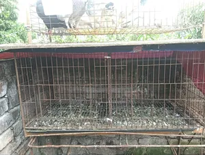 18/36 Cage