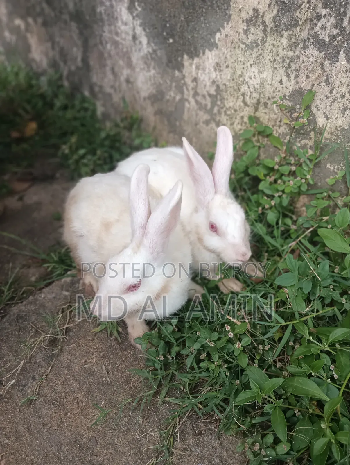 Running Rabbit Pair