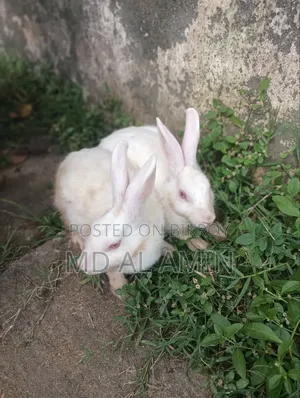 Running Rabbit Pair