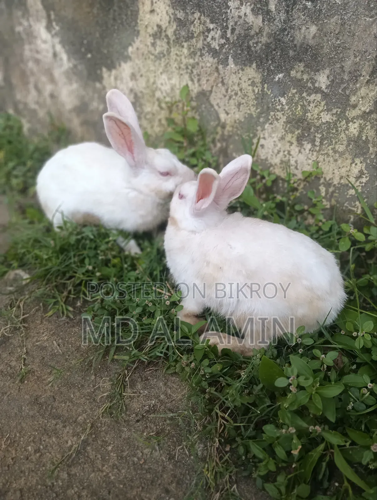 Running Rabbit Pair