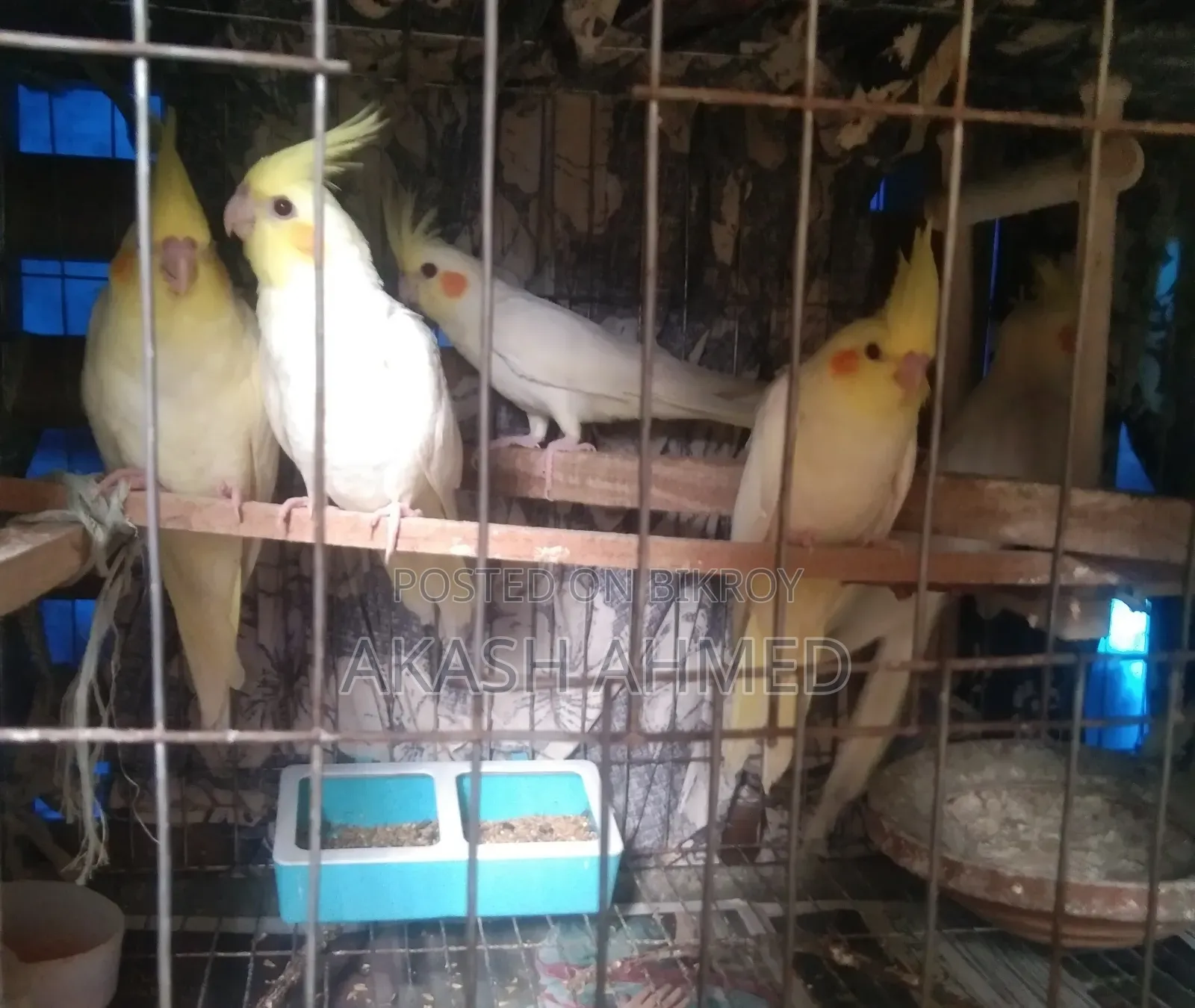 ককাটেল ৫ পিচ